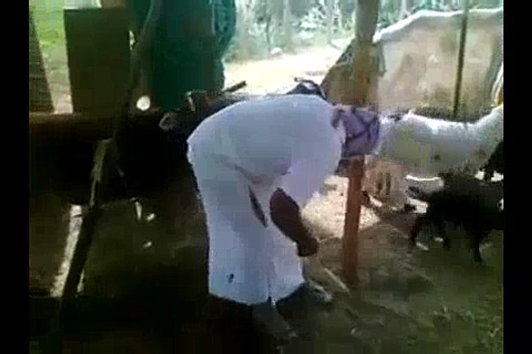 Cow-Se-Marwani-Padi-Hahaha