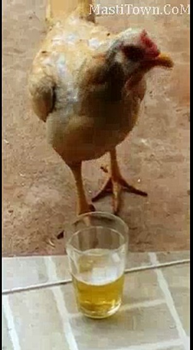 Daaru-Chiz-He-Asi-Hai-Murga-Batayega-Hahaha