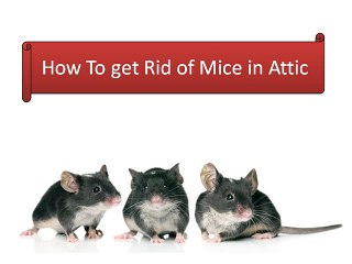 How To get Rid of Mice in Attic