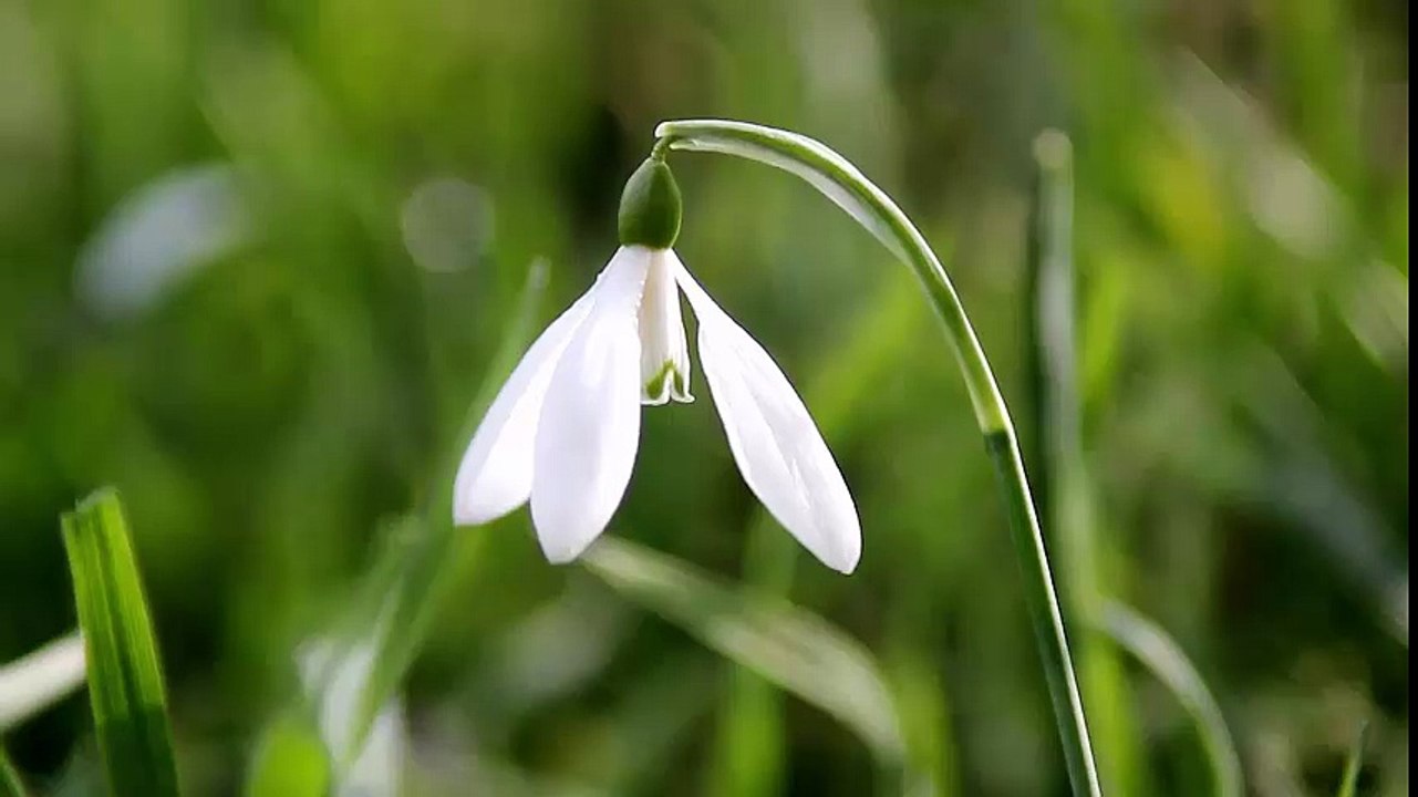 White Snow Drop Flower