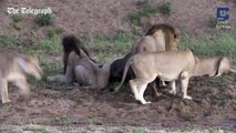 Lions Hunting | Animal hunting