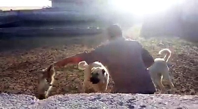 AFYON BOLVADİNDEN KARABAŞ VE SARI...kangal eyitimi izle