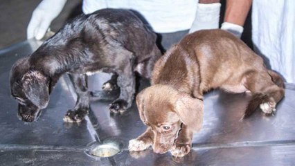 10 Bizarre Animal Events Around the World