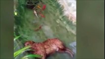 Ce chien dort dans une mare d'eau avec des poissons qui nagent autour !