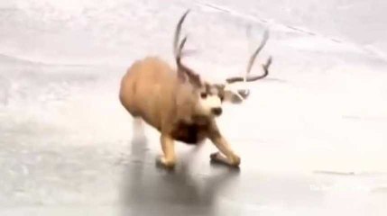 La preuve que l'homme peut être gentil avec les animaux...