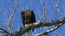 Gorgeous AMERICAN BALD EAGLE IN HD ! Outdoors Minnesota in HD !