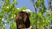 Beautiful Eaglet ! Bald Eagle Nesting & Young !
