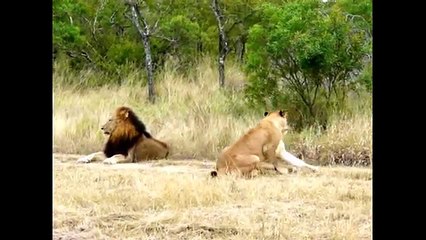 most amazing videos of lion