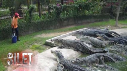 Hebat! Orang Ini Beri Makan Sekumpulan Buaya dan Harimau Liar - Silet 25 November 2016
