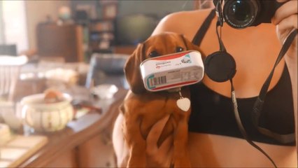 Ne pas embeter ce chien et sa boite de sardine! ahaha