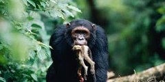 Şempanzelerin Maymun Avı