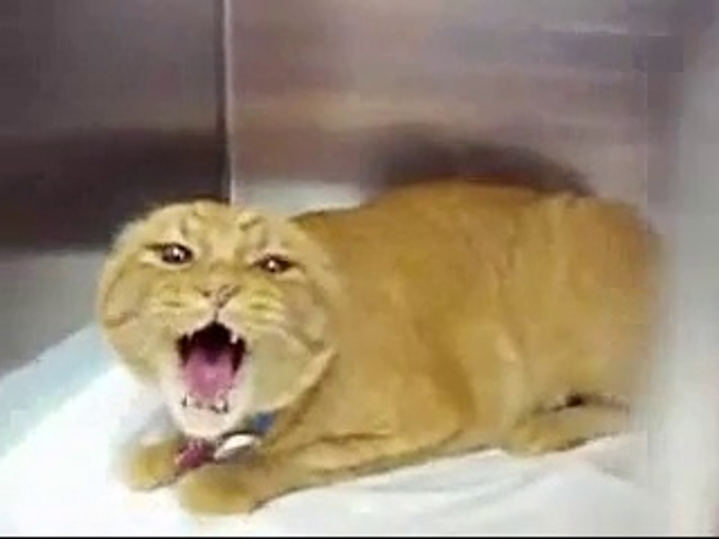 Ce Chat Incarnation Du Diable Satan Video Dailymotion