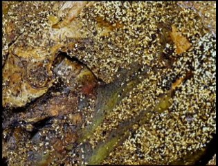 A Voice from Beyond: Chilling Forensic Files Mystery 👻