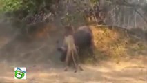 Wild Animal Attacks - Buffalo kills Lion - Lion vs Buffalo - Elephant vs Buffalo - Crazy Animals