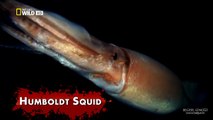 Hız Öldürür | Humboldt Mürekkep Balığı