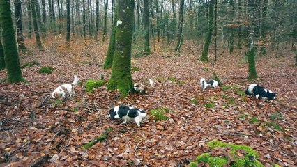 Activité dans la forêt