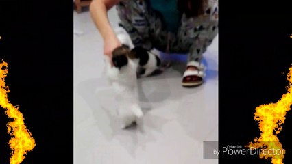 chiot chihuahua poil long