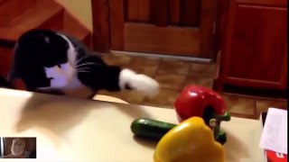 Cat Scare Funny Compilation - Pickle Edition