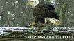 Astonishing video captures the moment Bald Eagle Kills and Eats Duck ! Midwest Minnesota Bald Eagle