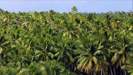 ZIKA EN POLYNÉSIE-EXTRAIT : LE MOUSTIQUE, SERIAL KILLER N°1