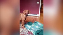 Cute Dog Wants To Be Wrapped In His Blanket