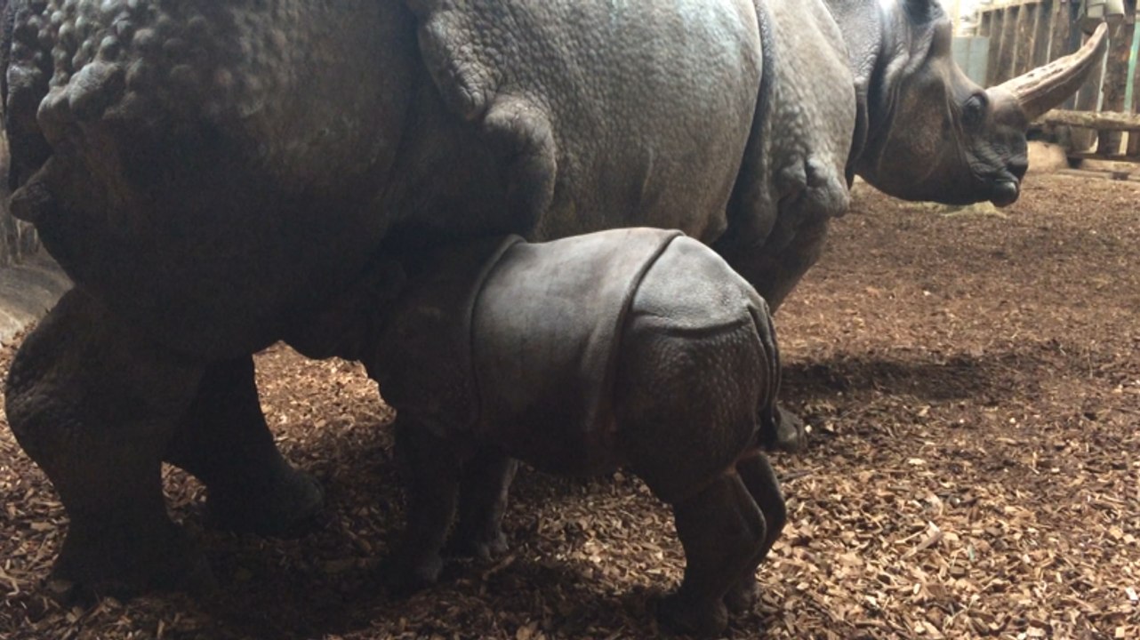 L'heure de la tétée pour le bébé rhino indien né au Cerza