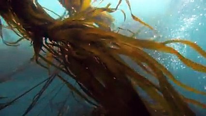 Eu sou o Oceano e estou aqui para dar um... - Conservação Internacional CI-Brasil