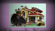 Best pest control services at an affordable prices