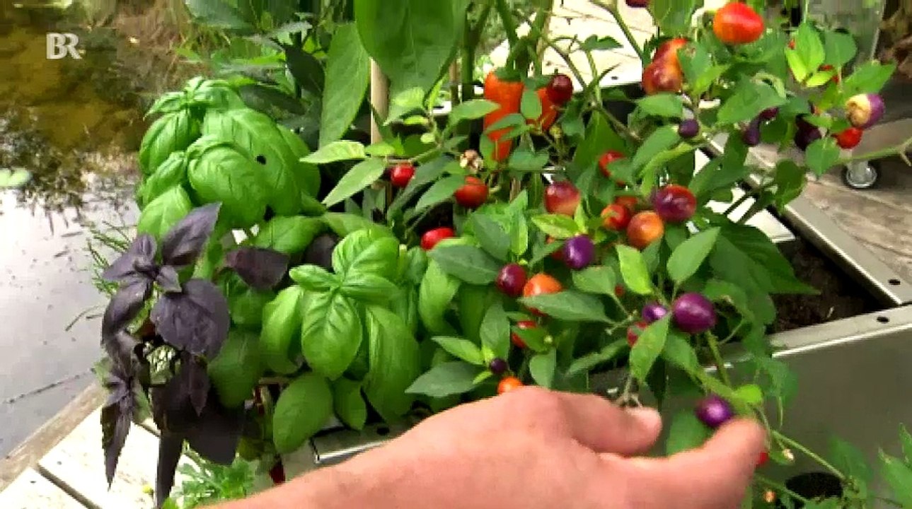 50 Pflanzen auf 1m² - Der KUBI