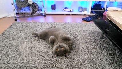 Британская кошка