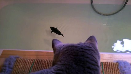 Британская кошка в ванной