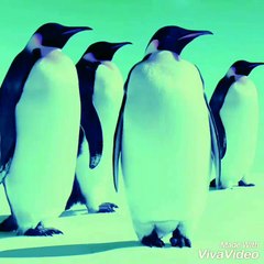 Penguins And Friends - Do It Right