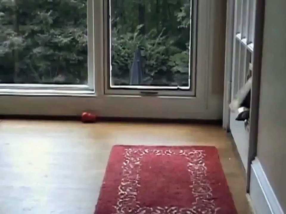 Un chien passe difficilement par la trappe de la porte