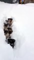 10 chiens suivent leur maitre dans la neige