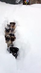 Video herunterladen: 10 chiens suivent leur maitre dans la neige