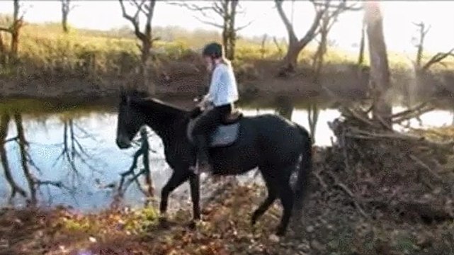 Un cheval découvre la rivière pour la première fois
