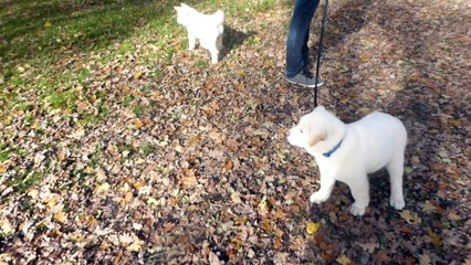 Akita américain du sixième sens en promenade