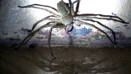 Une gigantesque araignée sème la panique