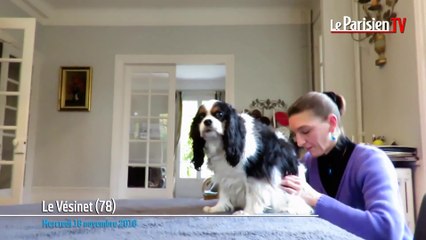 Aldo, un Cavalier king Charles de 11 ans, a testé l'ostéopathie pour chiens