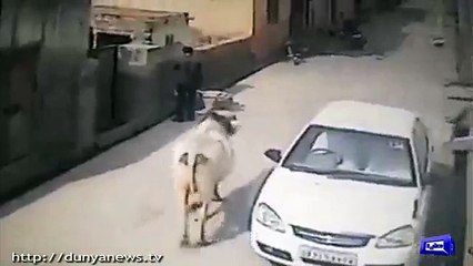 Angry Cow Doesn't Like This Boy