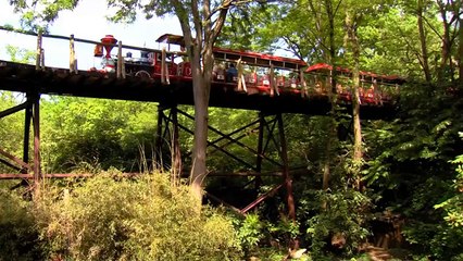 Flamingo Zoo Babies - Cincinnati Zoo