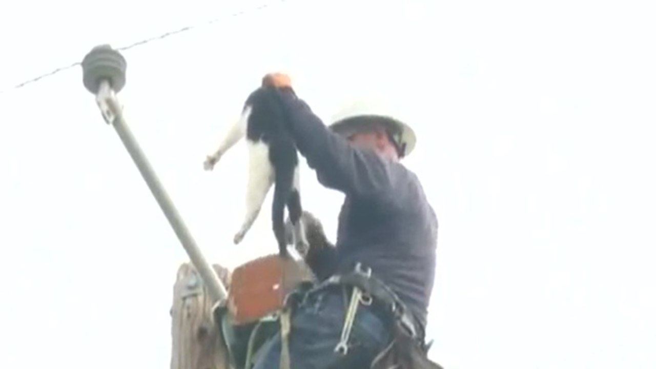 Un chat reste perché pendant 9 jours