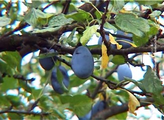 Sadnice voća iz programa EU, 25. novembar 2016. (RTV Bor)