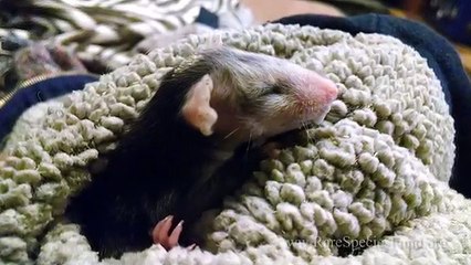 The dog takes a little possum who lost his mother