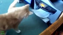 Funny Cats Compilation [Most See] Funny Cat Videos Ever Part 3