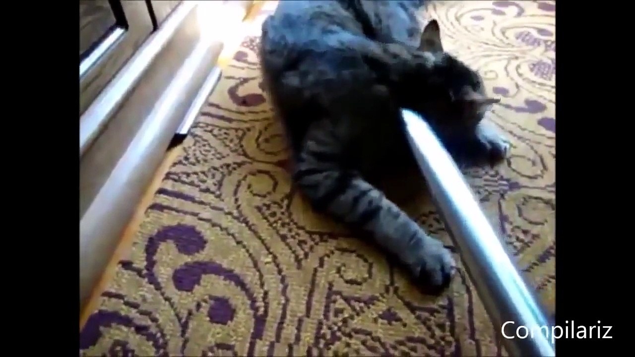 Funny cats