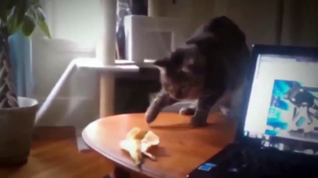 Funny Cats Compilation (Most Popular) Part 1 HD - 2016 New and Funniest Video