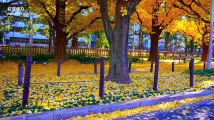 東京にもあったんだ！紅葉の名所 明治神宮外苑のイチョウ並木 TOKYO JAPAN  GingkoTrees Avenue in tokyo