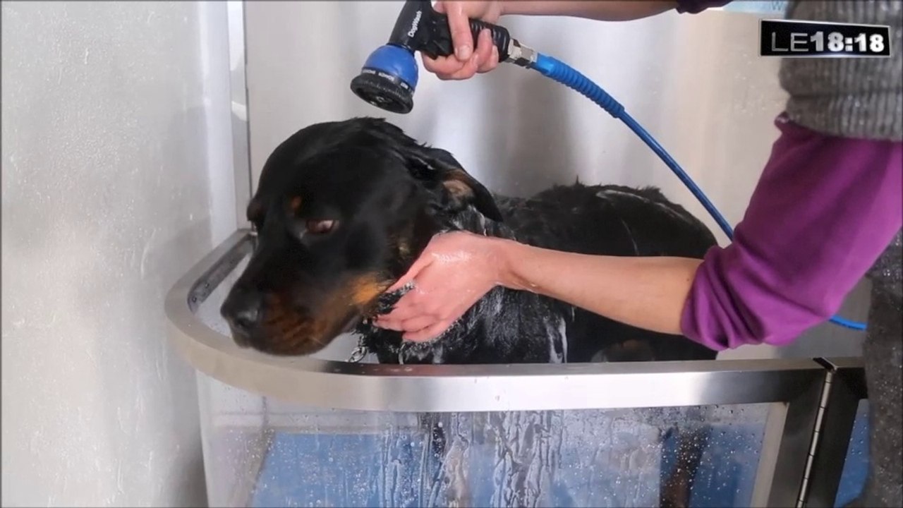 A Manosque, les chiens ont désormais leur station de lavage