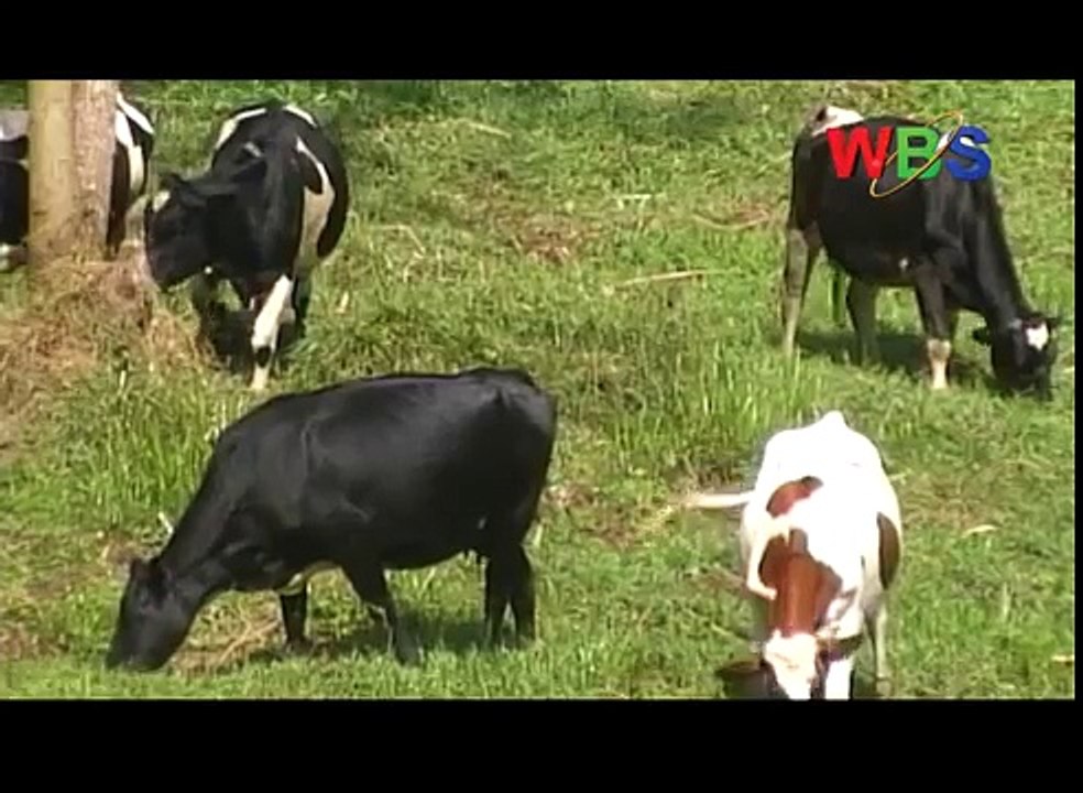 VACCINATION OF DOGS AND CATS  75% diseases humans suffer originate in animals